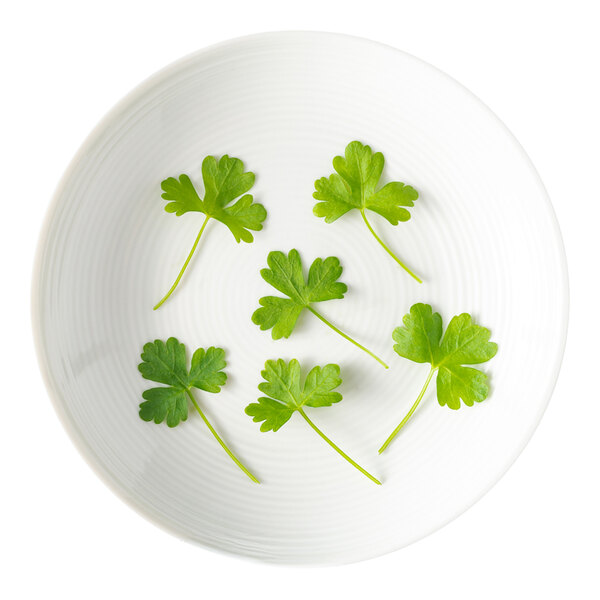 A white plate with several small sprigs of fresh Italian parsley.