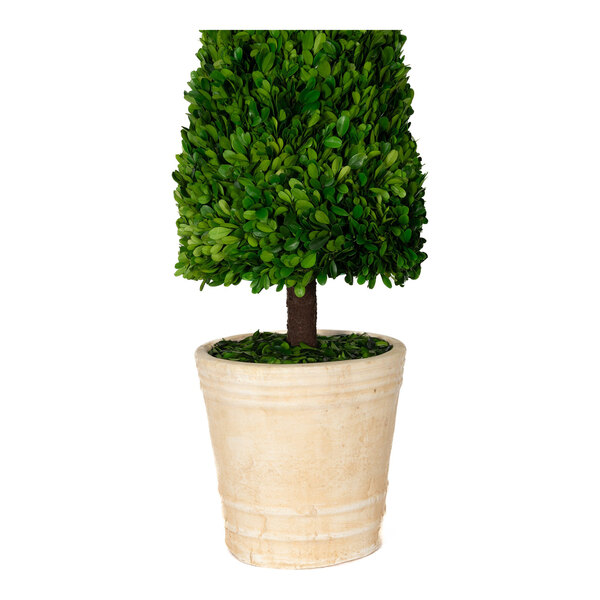 Mills Floral Company 12" x 43" Preserved Potted Boxwood Cone Topiary