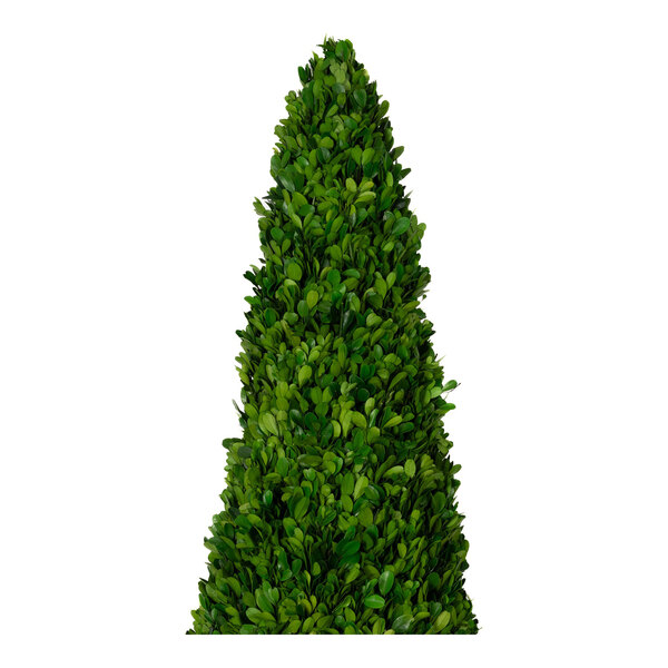 Mills Floral Company 12" x 43" Preserved Potted Boxwood Cone Topiary