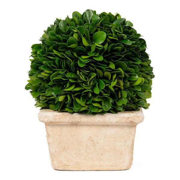 Mills Floral Company 8" Preserved Boxwood Ball in Square Pot