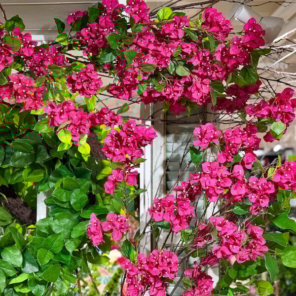 Mills Floral Company 43" Artificial Fuchsia Bougainvillea Hanging Bush