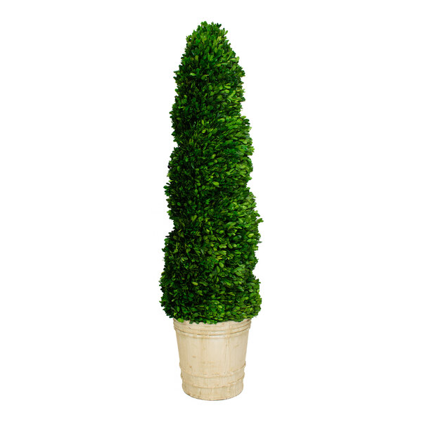 Mills Floral Company 51" Preserved Potted Boxwood Spiral Topiary