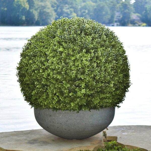 Mills Floral Company 28" Artificial Boxwood Ball