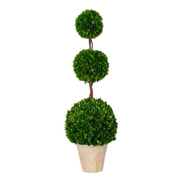 A potted topiary plant with three spherical clusters of preserved boxwood leaves arranged vertically.