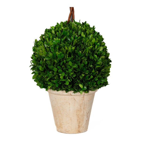 A preserved potted boxwood triple ball topiary in a beige pot.
