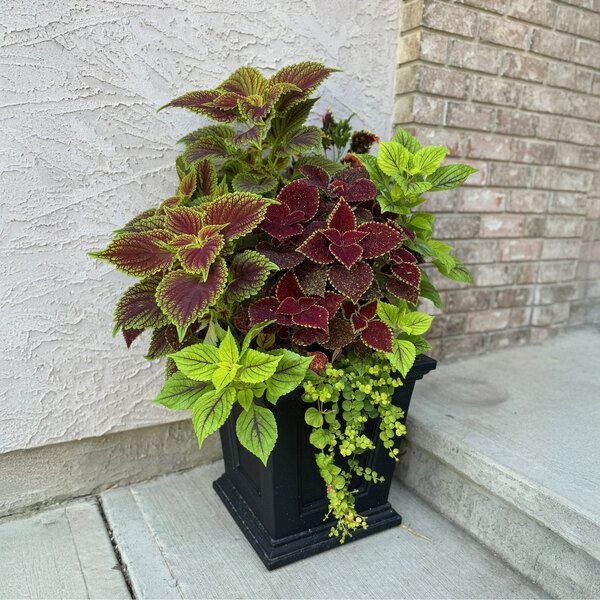 Mayne Fairfield 16" x 16" x 16" Square Black Polyethylene Planter