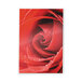 A close-up of a red rose with water droplets on it.