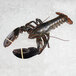 A Boston Lobster Company hard shell lobster on ice.
