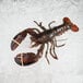 A Boston Lobster Company live hard shell lobster on ice.