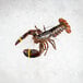 A Boston Lobster Company case of live hard shell lobsters on ice.
