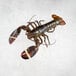 A Boston Lobster Company live hard shell lobster on ice.