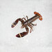 A Boston Lobster Company live hard shell lobster on ice.
