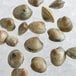 A group of Rappahannock Olde Salt Littleneck Clams on ice with a white background.