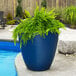 A Mayne Modesto Neptune Blue planter with a fern in it by a pool.