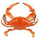 A Chesapeake blue crab with claws on a white background.
