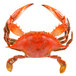 A red Chesapeake blue crab with claws on a white background.
