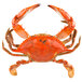a crab with claws on a white background