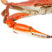 A close-up of a Chesapeake blue crab.