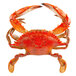 A red crab with claws on a white background.