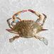 A live female blue crab sitting on ice.