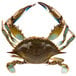 A live blue crab with two claws and two legs.