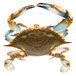 A close-up of a Chesapeake blue crab with its claws on a white background.