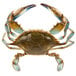 A Chesapeake blue crab with claws on a white background.