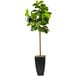 A LCG Sales artificial fig tree in a black metal fluted planter.