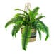 A 30" artificial Boston fern in a tri-color hanging basket.