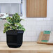 A plant in a Mayne Valencia black tabletop planter on a kitchen counter.