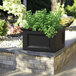 A black Mayne Fairfield garden bed with green plants on a brick wall.