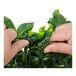 Two hands holding a NatraHedge artificial green plant panel.