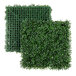 A green hedge with square leaves.