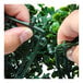 A person's hands using a finger to cut a green plastic NatraHedge boxwood panel.