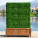 A square green boxwood hedge in a wooden planter.