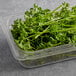 A plastic container of fresh curly parsley.