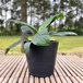 A Floridis black round planter with a green plant inside on a table.