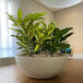 A potted plant in a Floridis Amsterdam beige round planter on a table in a restaurant dining area.