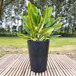 A plant in a Floridis black round planter on a wooden surface.