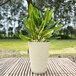 A plant in a white Floridis Genebra planter on a bamboo surface.