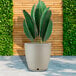 A white round Floridis Amsterdam planter with a green plant in it.