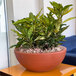 A close-up of a Floridis Amsterdam bowl with a potted plant inside.