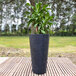 A Floridis black cylinder planter with a plant on a wood surface.