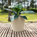 A Floridis beige round planter with a plant inside on a wooden deck.