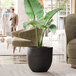 A Lancaster Table & Seating Erin black planter with a large plant in it in a living room.