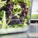 A Vollrath clear polycarbonate food pan filled with green and red lettuce on a counter.