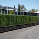 A row of NatraHedge artificial boxwood hedges in black wooden planters.