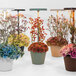 Several Zafferano America Poldina Pro table lamps illuminating a group of potted plants.