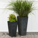 Two Novelty Manufacturing Co. black rectangular planters with tall green plants in them.