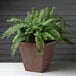 A large plant in a Novelty Manufacturing Co. brown Terra Artstone planter.